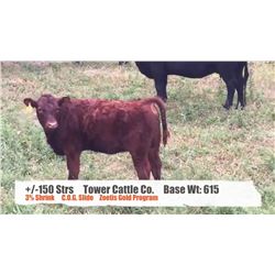 Tower Cattle Co Pincher Creek AB  +/- Steers