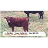 Image 1 : Tower Cattle Co Pincher Creek AB  +/- Steers