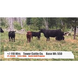 Tower Cattle Co Pincher Creek AB  +/- Heifers