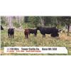 Image 1 : Tower Cattle Co Pincher Creek AB  +/- Heifers