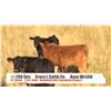 Image 1 : Cross L Cattle Co.-Pincher Creek, AB  +/- Steers