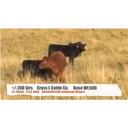 Cross L Cattle Co.-Pincher Creek, AB  +/- Steers