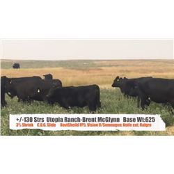 Utopia Ranch / Brent McGlynn - Pincher Creek, AB   +/- Steers