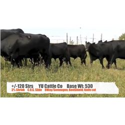 YU Cattle Co-Twin Butte, AB  +/- Steers