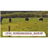 Image 1 : R.M. Bildersheim Farms Inc.-Brooks, AB  +/- Steers
