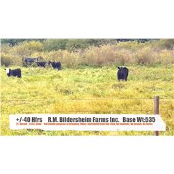 R.M. Bildersheim Farms Inc.-Brooks, AB  +/- Heifers