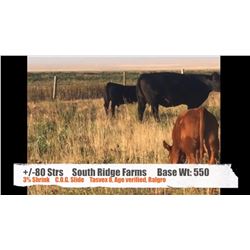 South Ridge Farms-Jenner, AB  +/- Steers