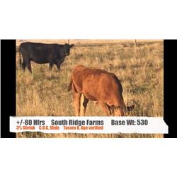 South Ridge Farms-Jenner, AB  +/- Heifers