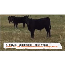 Suitor Ranch (Murray & Carrie Suitor)-Cessford, AB  +/- Steers