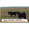 Image 1 : Suitor Ranch (Murray & Carrie Suitor)-Cessford, AB  +/- Heifers