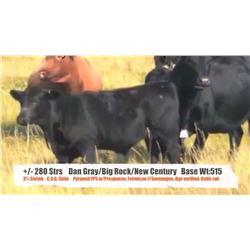 Dan Gray/Big Rock Ranch&New Century Ranch-Big Stone&Tide Lk, AB  +/- Steers