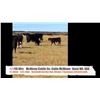 Image 1 : McNiven Cattle Co.(Colin McNiven)-Buffalo, AB  +/- Heifers