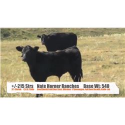 Nate Horner Ranches - Pollockville, AB  +/- Steers