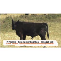 Nate Horner Ranches - Pollockville, AB  +/- Heifers