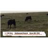 Image 1 : Bullpound Ranch - Pollockville, AB  +/- Steers