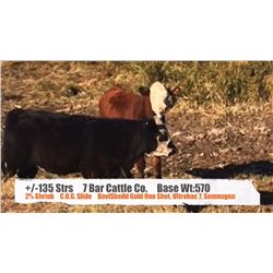 7 Bar Cattle Co. - Richdale, AB  +/- Steers