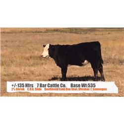 7 Bar Cattle Co. - Richdale, AB  +/- Heifers