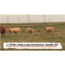 Wade & Jane Christianson - Pollockville, AB   +/- Heifers