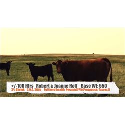 Robert & Joanne Hoff - Dorothy, AB   +/- Heifers