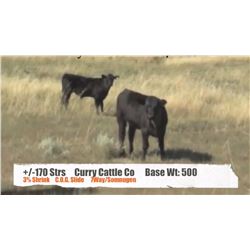 Curry Cattle Co.-Buffalo AB  +/- Steers