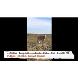 Footprint Farms (Travis & Nichole Foot)-Esther, AB  +/- Heifers
