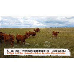 Westwick Ranching Ltd.-Patricia, AB  +/- Steers