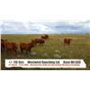 Image 1 : Westwick Ranching Ltd.-Patricia, AB  +/- Steers