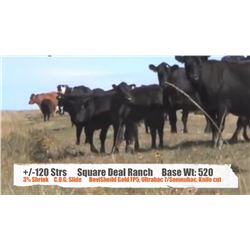 Square Deal Ranch Ltd. - Pollockville, AB   +/- Steers