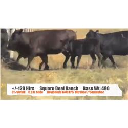 Square Deal Ranch Ltd. - Pollockville, AB   +/- Heifers
