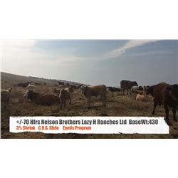 Nelson Brothers Lazy H Ranch - Longview, AB  +/- Heifers