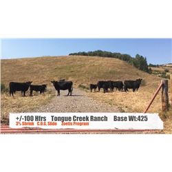 Tongue Creek Ranch - Black Diamond, AB  +/- Heifers