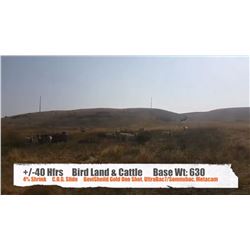 Bird Land & Cattle-Blackie, AB  +/- Heifers