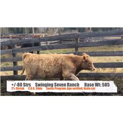 Swinging Seven Ranch - Longview, AB  +/- Steers