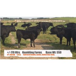Hambling Farms-High River, AB  +/- Heifers