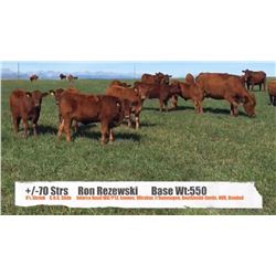 Ron Rezewski-High River, AB  +/- Steers