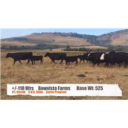 Bow Vista Farms - Longview, AB  +/- Heifers