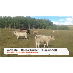 Max Fortmuller - Millarville, AB  +/- Heifers