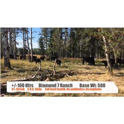 Diamond 7 Ranches-Cochrane, AB  +/- Heifers