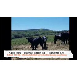 Plateau Cattle Co.-Nanton AB  +/- Heifers
