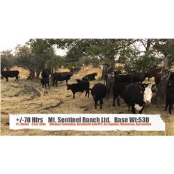 Mt. Sentinel Ranch Ltd.-Nanton, AB  +/- Heifers