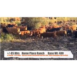 Home Place Ranch-Nanton, AB  +/- Heifers