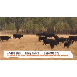Riley Ranch - Nanton, AB  +/- Steers