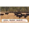 Image 1 : Riley Ranch - Nanton, AB  +/- Steers
