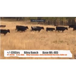 Riley Ranch - Nanton, AB  +/- Steers