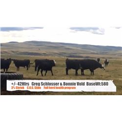 Greg Schlosser & Bonnie Vold-Stavely, AB  +/- Heifers