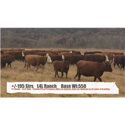L4L Ranch-Stavely, AB  +/- Steers