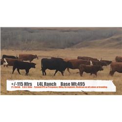 L4L Ranch-Stavely, AB  +/- Heifers