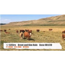 Brent & Kim Hale-Madden/Crossfield, AB  +/- Steers