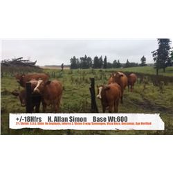 H. Allen Simon-Didsbury, AB  +/- Heifers