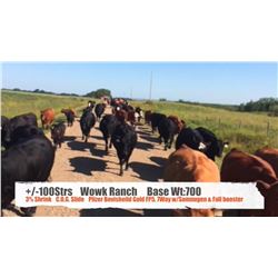 Wowk Ranch Ltd.-Vermillion , AB  +/- Steers